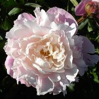 eugenie_verdier_08679