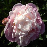 eugenie_verdier_08682