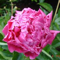 first_lady_06137