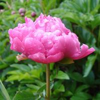 first_lady_06138