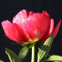 flame_009256