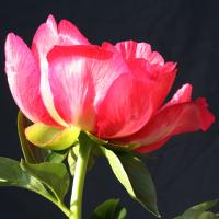 flame_009258