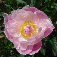 garbe_montinae_07652