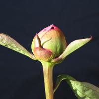 garden_beauty_008985
