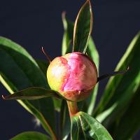 garden_beauty_008991