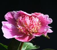 garden_beauty_012277