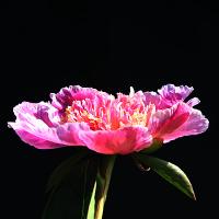 garden_beauty_012281