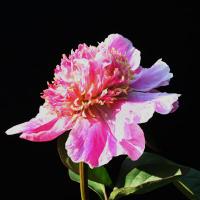 garden_beauty_013303