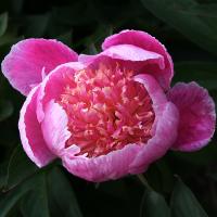 garden_beauty_014158