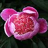garden_beauty_014158_100