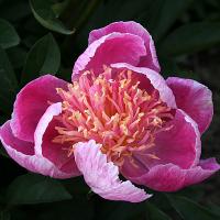 garden_beauty_014161