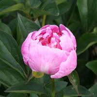 garden_beauty_014163