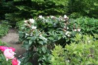 garden_peace_012674