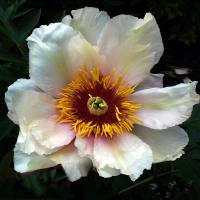 garden_peace_06021