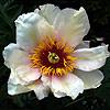 garden_peace_06021_100