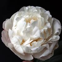 gardenia_014484