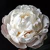 gardenia_014484_100