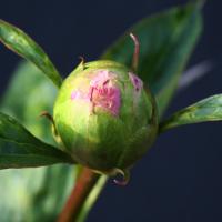 gayborder_june_009982
