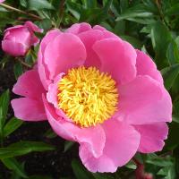 helen_05986