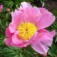 helen_05987