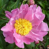 helen_05990