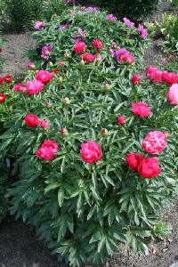 helen_matthews_012558