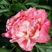helen_matthews_012561