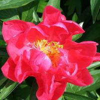 helen_matthews_012562