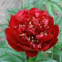 illini_belle_012763