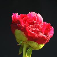 jc_weguelin_012366