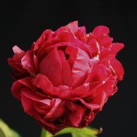 jc_weguelin_012371