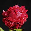 jc_weguelin_012371_100