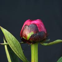 kansas_010325