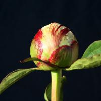 kelways_glorious_009451