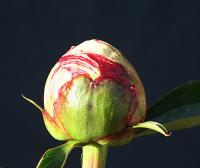 kelways_glorious_009452
