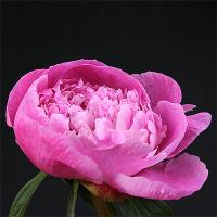 kelways_lovely_013171