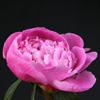 kelways_lovely_013171_100