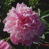 kelways_lovely_08666