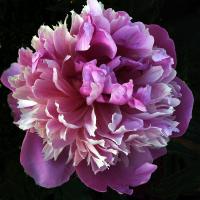 kelways_lovely_08668