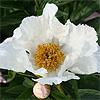 krinkled_white_100