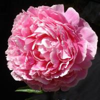 ljubimaja_07362