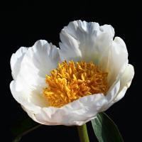 lotus_queen_012039