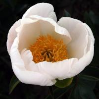 lotus_queen_013852