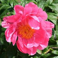 ludovica_012635