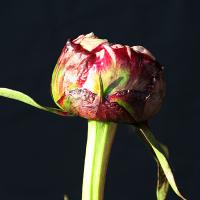 madelon_009342