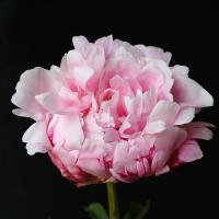 madelon_014487