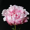 madelon_014487_100