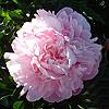 madelon_08603_100