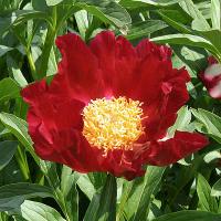 mahogany_012542