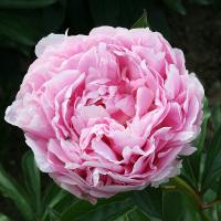 mesmens_glory_014330